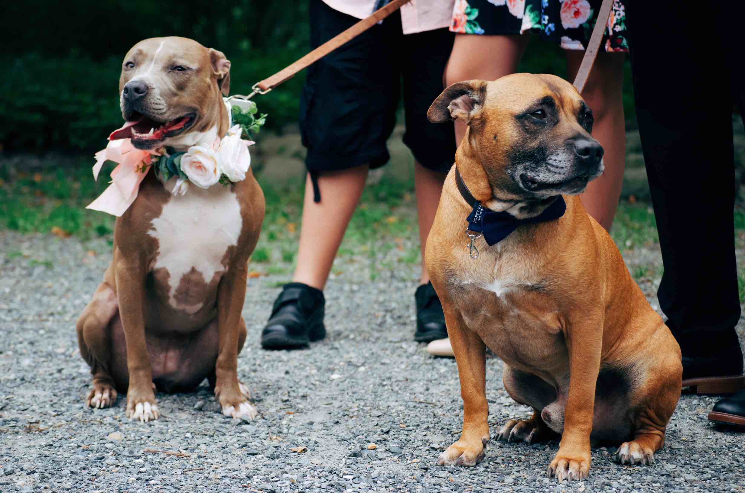 dogs.jpeg